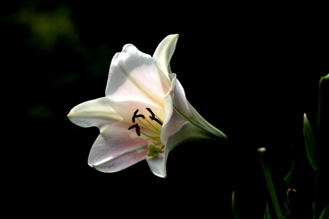 f:id:digibirds:20100710011219j:image