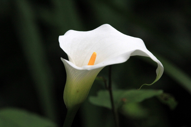 f:id:digibirds:20100710011458j:image