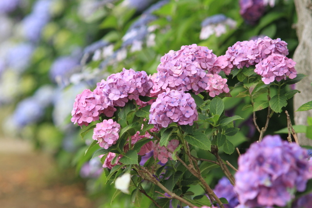 f:id:digibirds:20100710011530j:image