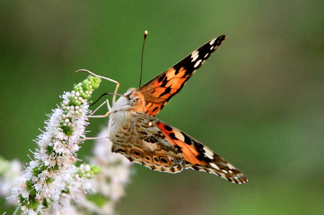 f:id:digibirds:20100817000200j:image