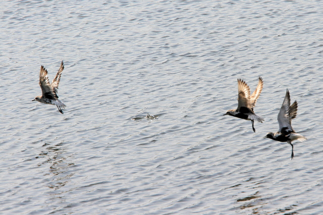 f:id:digibirds:20100907000006j:image