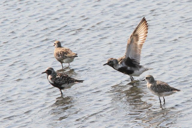 f:id:digibirds:20100907000007j:image
