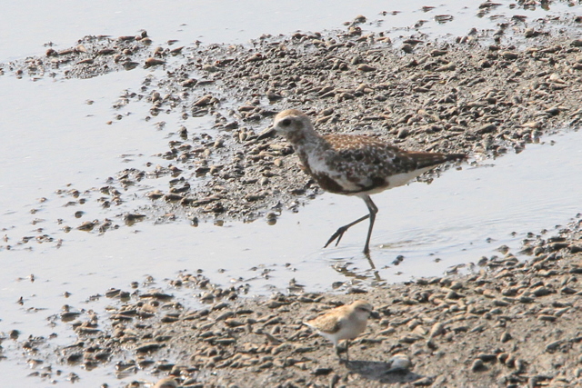 f:id:digibirds:20100907000009j:image