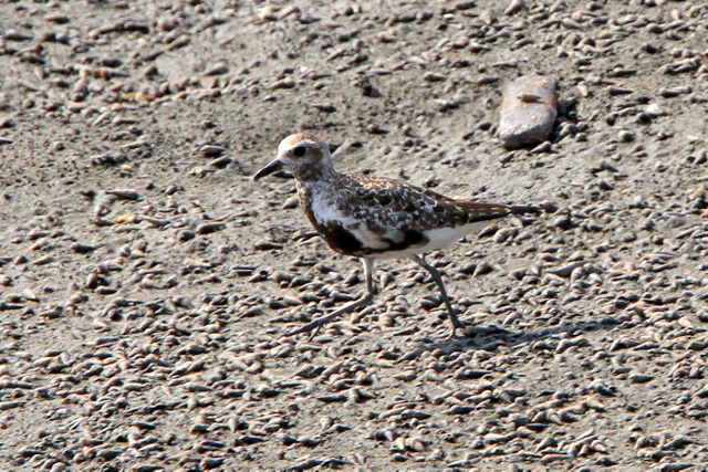 f:id:digibirds:20100907000010j:image