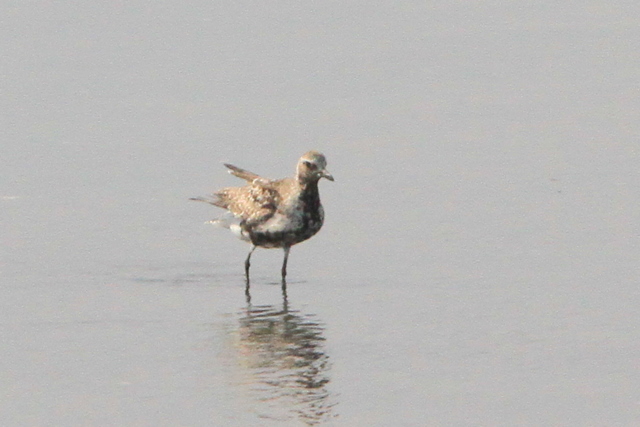 f:id:digibirds:20100907000011j:image