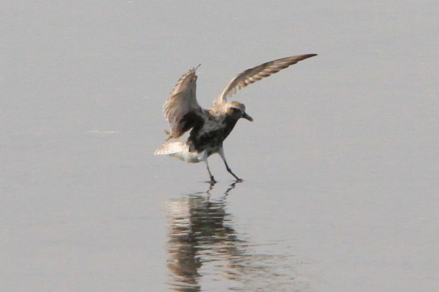 f:id:digibirds:20100907000012j:image