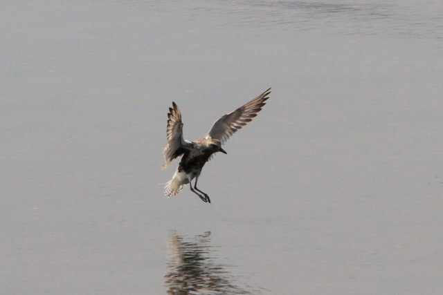 f:id:digibirds:20100907000013j:image