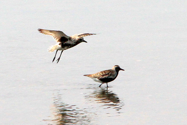 f:id:digibirds:20100907000014j:image