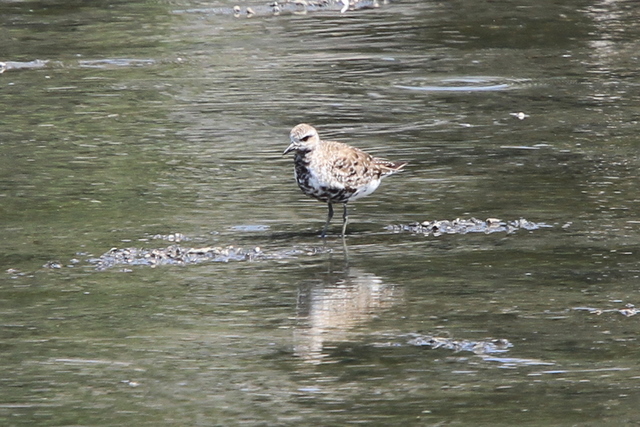 f:id:digibirds:20100907000015j:image