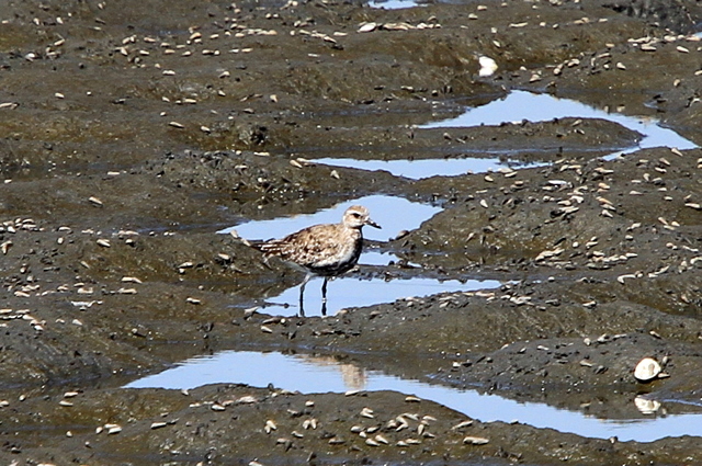 f:id:digibirds:20100907000017j:image