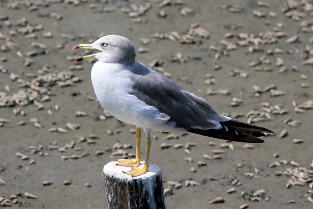 f:id:digibirds:20100910235822j:image