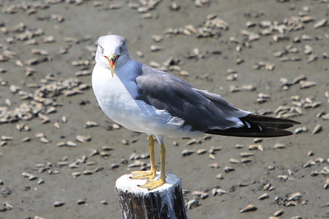 f:id:digibirds:20100910235824j:image