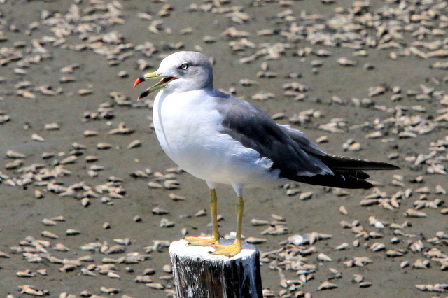 f:id:digibirds:20100910235828j:image