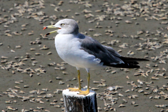 f:id:digibirds:20100910235833j:image
