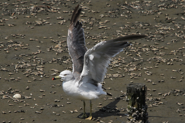 f:id:digibirds:20100910235835j:image