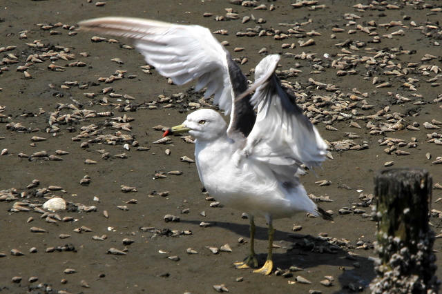 f:id:digibirds:20100910235836j:image
