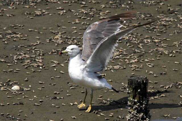 f:id:digibirds:20100910235841j:image