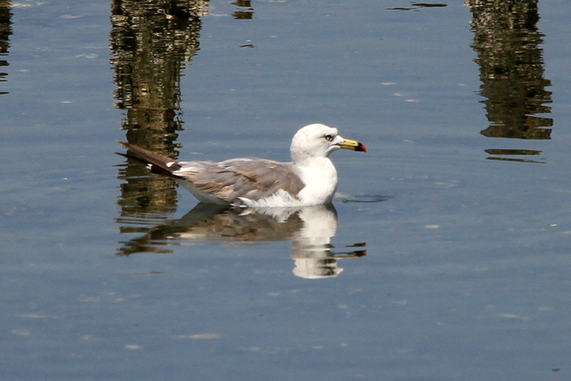 f:id:digibirds:20100910235848j:image