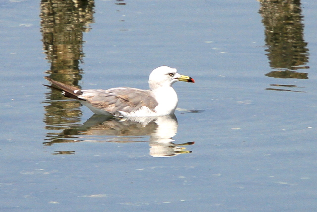 f:id:digibirds:20100910235849j:image