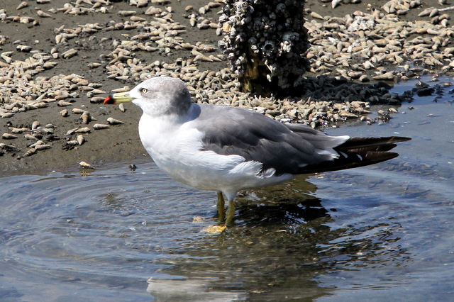 f:id:digibirds:20100910235909j:image