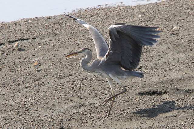 f:id:digibirds:20100917234116j:image