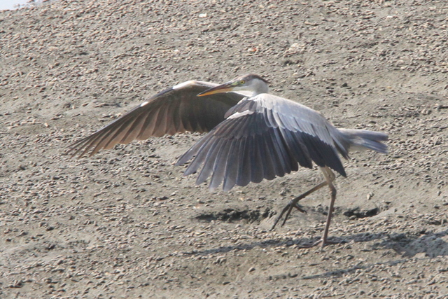 f:id:digibirds:20100917234117j:image