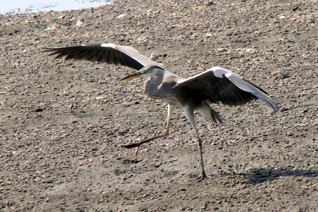 f:id:digibirds:20100917234119j:image