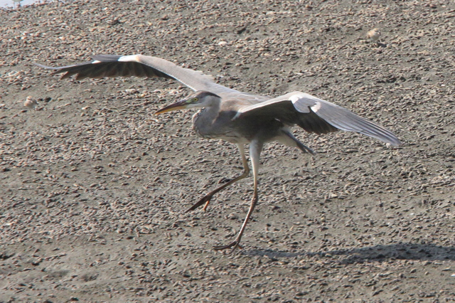 f:id:digibirds:20100917234120j:image