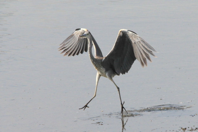f:id:digibirds:20100917234121j:image