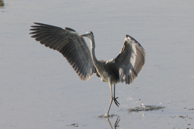 f:id:digibirds:20100917234122j:image