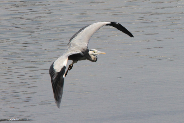 f:id:digibirds:20100917234123j:image