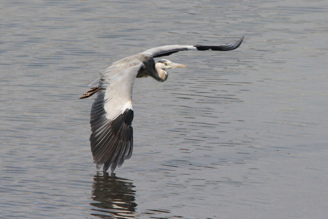 f:id:digibirds:20100917234124j:image