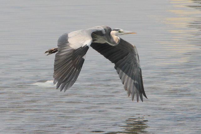 f:id:digibirds:20100917234125j:image
