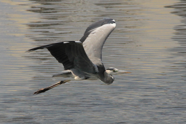 f:id:digibirds:20100917234127j:image