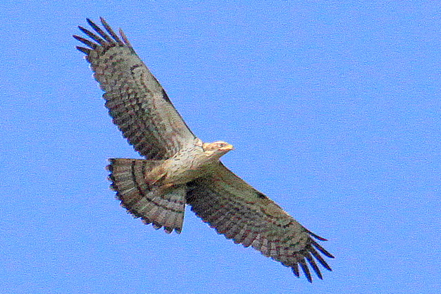 f:id:digibirds:20100922235854j:image