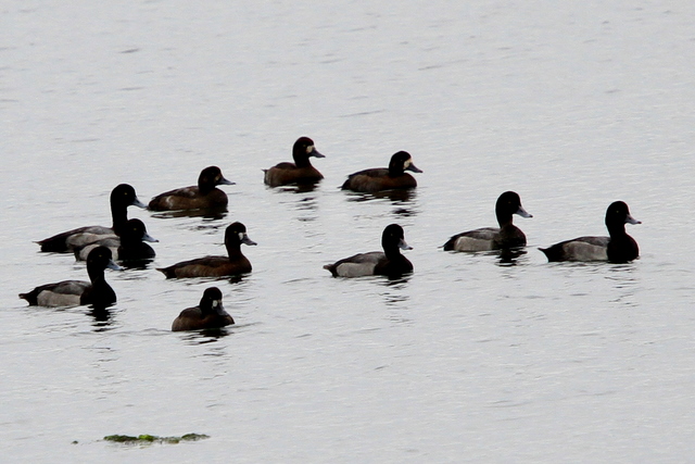 f:id:digibirds:20101026000022j:image