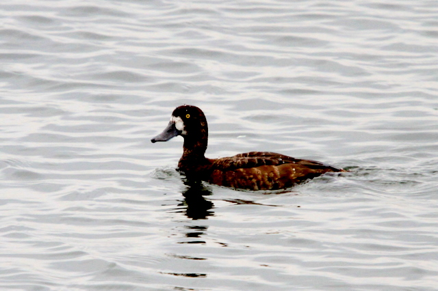 f:id:digibirds:20101026000504j:image