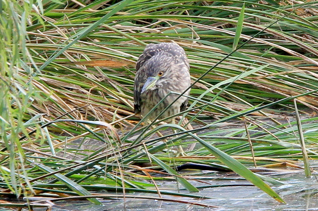 f:id:digibirds:20101106212432j:image