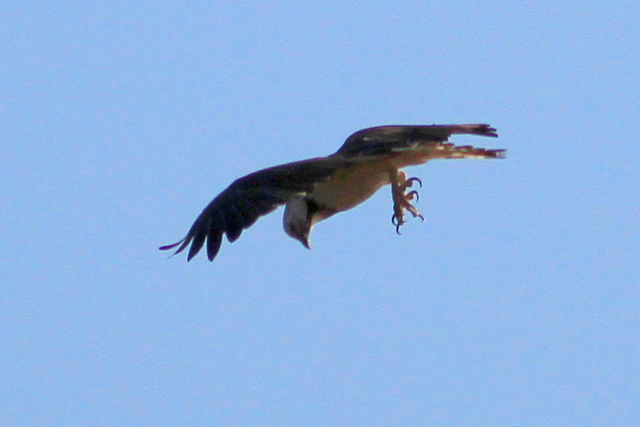 f:id:digibirds:20101210223322j:image