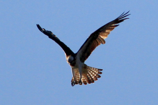 f:id:digibirds:20101210223323j:image