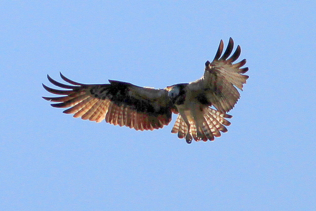 f:id:digibirds:20101210223324j:image