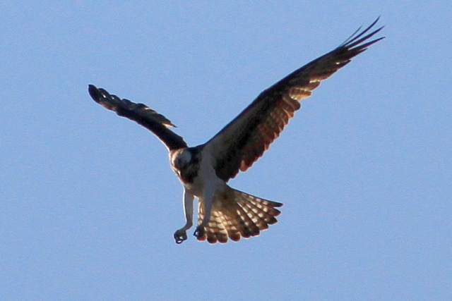 f:id:digibirds:20101210223325j:image