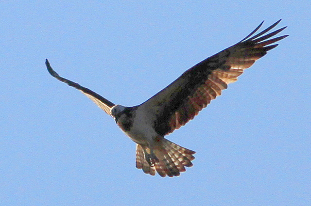f:id:digibirds:20101210223326j:image