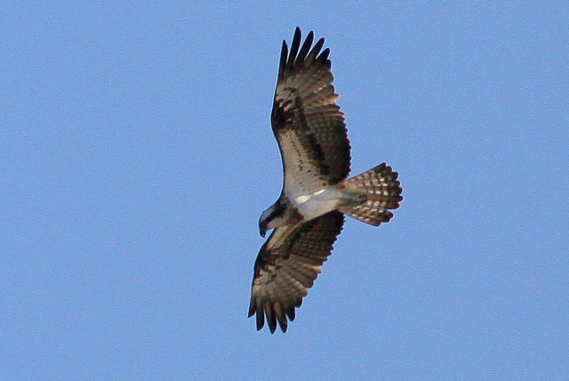 f:id:digibirds:20101210223327j:image