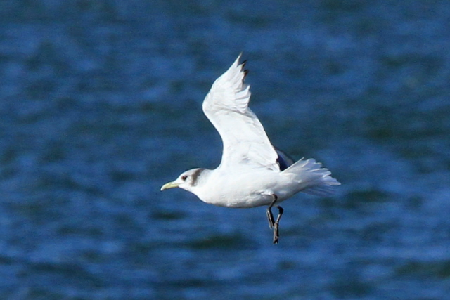 f:id:digibirds:20101212000326j:image