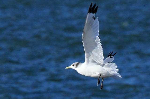 f:id:digibirds:20101212000327j:image
