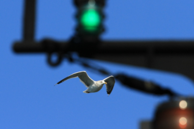 f:id:digibirds:20101214233629j:image