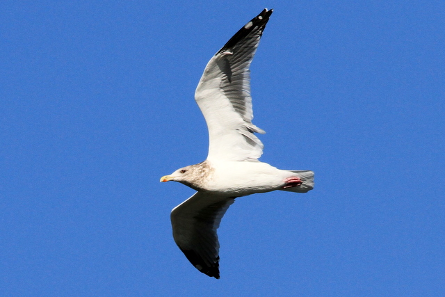 f:id:digibirds:20101214233630j:image