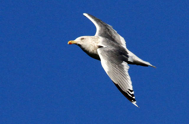 f:id:digibirds:20101214233631j:image