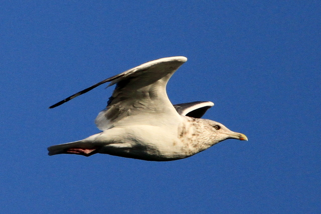 f:id:digibirds:20101214233633j:image